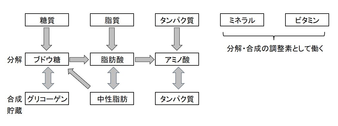 3大栄養素の分解と合成