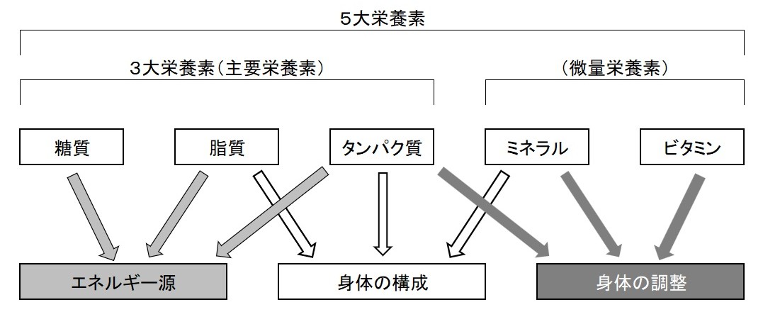 5大栄養素とその役割